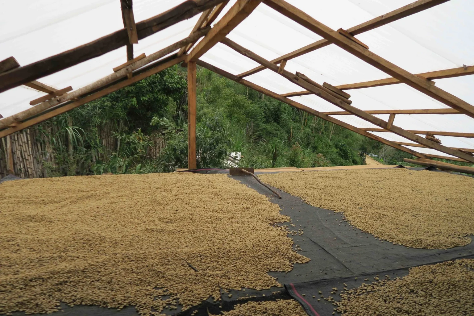 Peru Coffee Drying Shed